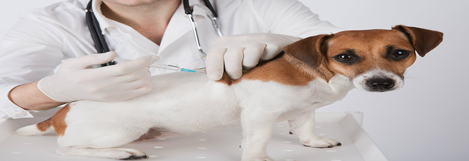 Rabies-Vaccine-1-Dog-1